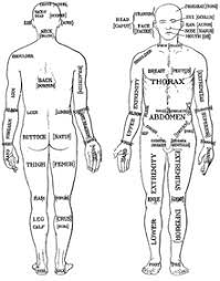 List Of Human Anatomical Regions Wikipedia