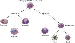 Diagram Of Blood Cells Catalogue Of Schemas