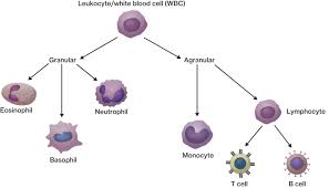 diagram of blood cells catalogue of schemas