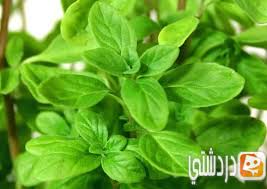 فوائد نبات البردقوش الصحية