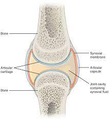 Human skeleton, the internal skeleton that serves as a framework for the body. 9 4 Synovial Joints Anatomy Physiology