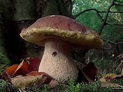 Image result for Boletus projectelloides