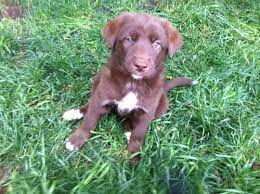 We have two adorable yellow lab puppies for sale! Chocolate Lab Mix Puppies For Sale In Vancouver Washington Classified Americanlisted Com