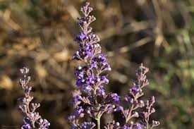 Image result for Vitex strickeri
