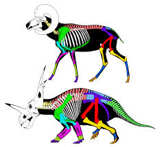 If you like art with an edge, you'll love paul jackson 's illustrations. Match Up The Bones Of A Mammal And A Dinosaur Based On Color Animal Skeletons Prehistoric Animals Extinct Animals