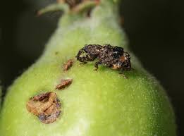 Repeat as necessary in accordance with insect infestations and local and state spray programs. Orchard Ecology Farmscape Ecology Program