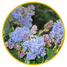 Contrary to popular belief, bees aren't just a summertime inconvenience. Uc Davis Arboretum And Public Garden Support California Native Bees With These 10 Plants