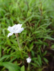 Image result for Rhamphicarpa