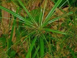 Image result for Cyperus distans