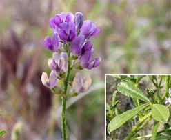 Image result for Landolphia lanceolata