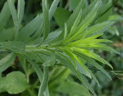 Image result for Conyza