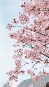 Blossom Wallpapers Ig Stories Templates Linda S Wholesome Life Wallpaper Achtergronden Bloemen Wallpaper Iphone Kleurrijke Achtergronden