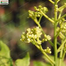 Image result for Clausena