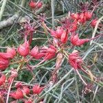 Image result for Cadaba aphylla