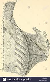 Die Descrittivo Topographische Und Anatomie Des Menschen Anatomia 186 Ruckenmuskeln 286 Die Breiten Ruckenmuskeln 1 Levator Scapole Urspr Querfortsatze Der Vier Oberen Halswirbel Nserire Viscerale Oberer Winkel Des Schulterblattes