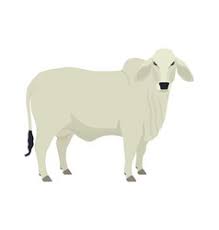 Check out our brahman cattle selection for the very best in unique or custom, handmade pieces from our shops. Brahman Cattle Vector Images 26