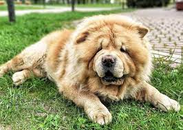 Chinese dog names according to appearance. 120 Best Chinese Dog Names With Meanings Male And Female The Paws