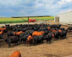 Buy farm shed and get the best deals at the lowest prices on ebay! Shade All Cattle Shade For Sale Post Equipment
