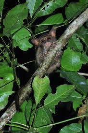 Mittermeier, rusell a., anthony b. Tarsier Facts Pictures Info Discover A Nocturnal Carnivorous Primate