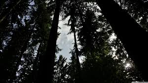 Dark Forest Wallpaper Macbook 2494161 Hd Wallpaper Backgrounds Download Dark forest, forest illustration, nature, forests, tree, plant. dark forest wallpaper macbook 2494161