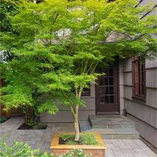 Check spelling or type a new query. Large 120 140cm Specimen Acer Palmatum Dissectum Seiryu Japanese Maple Tree Trees Young Semi Mature And Larger Trees Garden Plants