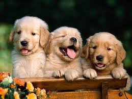 Amazon Com Conversationprints Golden Retriever Puppies Glossy Poster Picture Photo Dog Puppy Labrador Aww Prints Posters Prints