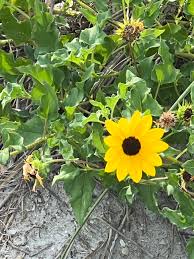 Image result for Oxyanthus biflorus