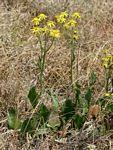 Image result for Senecio auriculatissimus