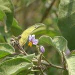 Image result for Solanum campylacanthum 'panduriforme type'