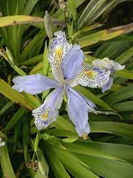 鳶尾 台灣鳶尾 flowers plants