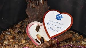 We answer all our calls and you'll be speaking to one of arenz pest management inc.'s staff, not. Valentine S Day Name A Cockroach After An Ex Ksdk Com