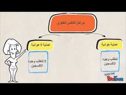البناء الضوئي و التنفس الخلوي Youtube