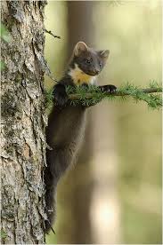 Weiterführende links zu bild coole giraffen handgemalt 70 x 140cm acrylgemälde. Der Kleine Kletterer Forum Fur Naturfotografen Tiere Natur Tiere Coole Tiere