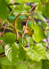 Image result for Operculina