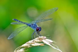 Image result for Dragonfly