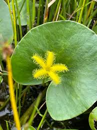 Image result for Nymphoides brevipedicellata