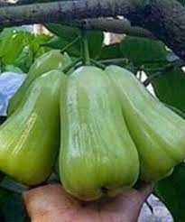 Sesuai dengan gelar yang disandangnya, buah jambu air jenis ini memiliki buah. Jual Bibit Jambu Air Madu Deli Hijau Jumbo Murah Berkualitas Kartani Co Id