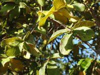 Image result for Vitex payos