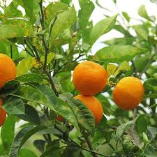 Image result for Citrus × aurantium