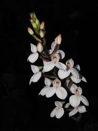 Image result for Disa ochrostachya