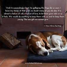 Mary Oliver Dog Quote Dog Quotes Senior Dogs Care Dogs
