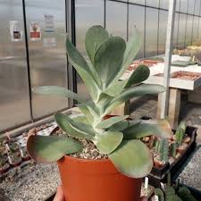 Image result for kalanchoe thyrsiflora