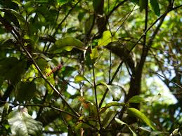 Image result for Helixanthera woodii