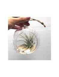 Si parla di acero in generale, se non si è degli esperti, ma va detto che esistono centinaia e centinaia di specie e varietà. Vendita Pianta Da Interno Tillandsia Piante Verdi Mondo Piante