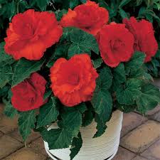 Vind begonia begonia bertinii skaugum terug in de categorie planten op de webshop van tuinplant.nl. Scarlet Ballerina Begonia Container Gardening Jung Seed Company