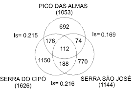 Image result for Buchnera strictissima