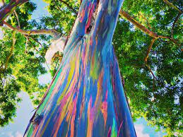 Check spelling or type a new query. These Trees Turn Into Rainbows As They Lose Their Bark