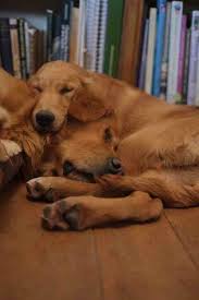 Monty Don Themontydon Monty Don Baby Dogs Dog Pictures