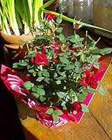 We did not find results for: Pin By Sarah Crissman On Plant Care Planting Roses Miniature Rose Plants