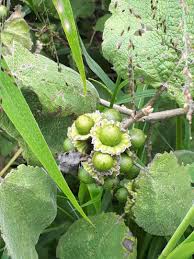 Image result for Polystachya holmesiana